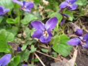 Дикорастущие фиалки